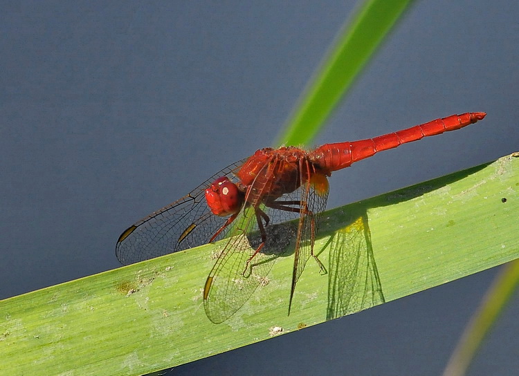 Crocothemis erythraea